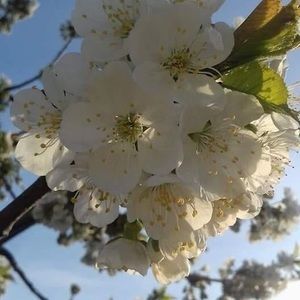 Meet your Posher, Aaneta